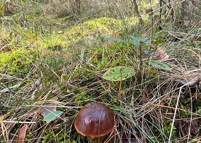 Chojno-mlyn 46 דירה *