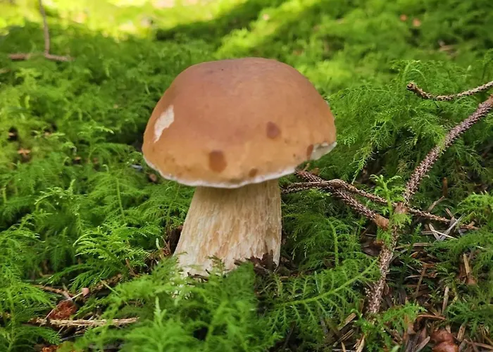 Lejlighed Chojno-mlyn 46