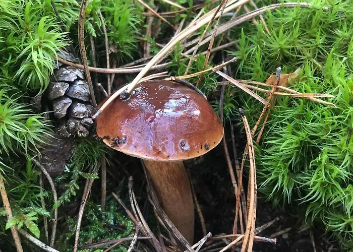 Lejlighed Chojno-mlyn 46 Chojno-Blota Wielkie